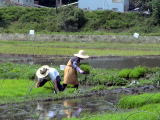 お米作り　神奈川県　農薬を散布しない農業